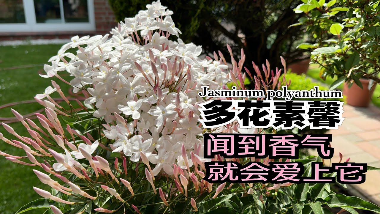 推荐一款香气令人心情愉悦的多花素馨Duft Jasmin/如何种植养护详解/花朵可泡茶/全株都是宝/喜欢茉莉花香味就选它/31.05.2024