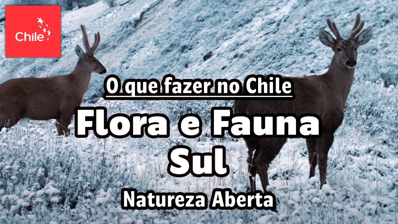 O que fazer no Chile: Flora e Fauna Sul - Natureza Aberta