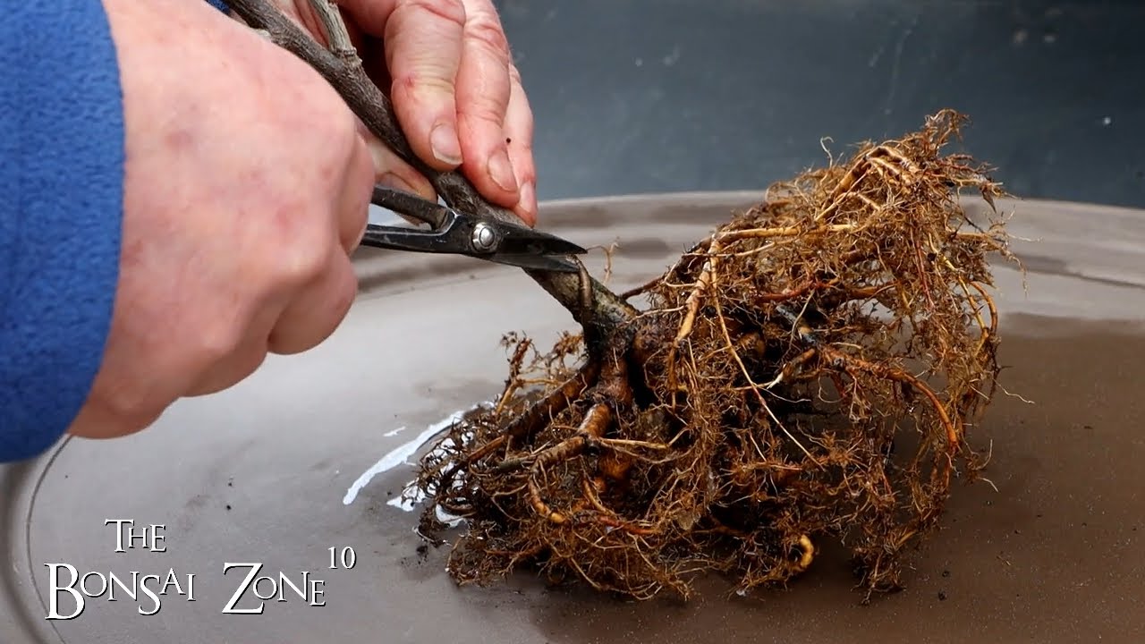 My Wisteria Bonsai, The Bonsai Zone, March 2023