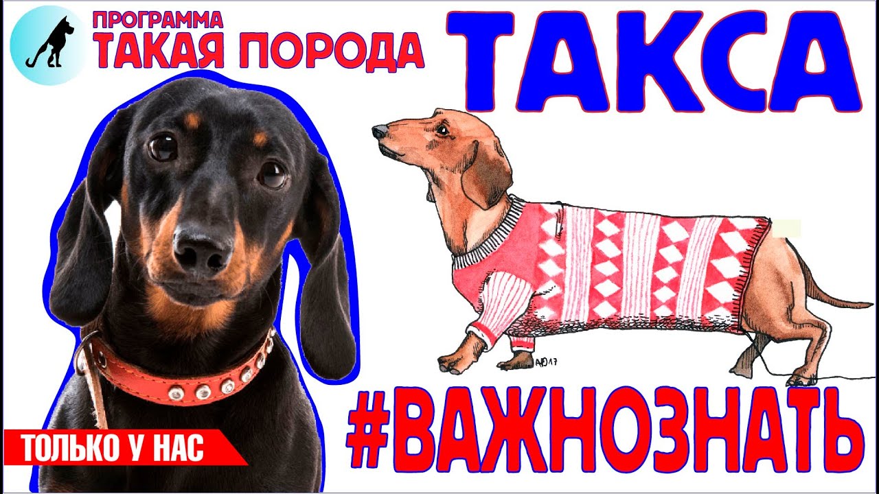Такая порода - Такса