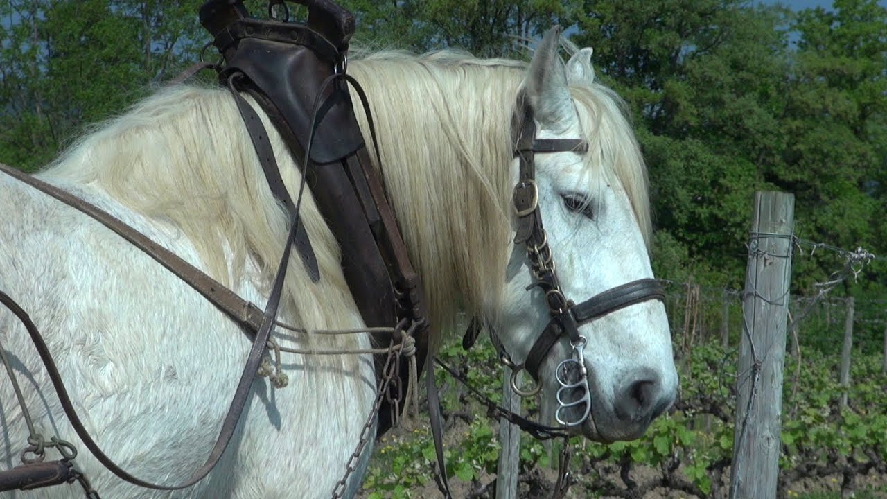 LABOUR et PERCHERON en ARDÈCHE