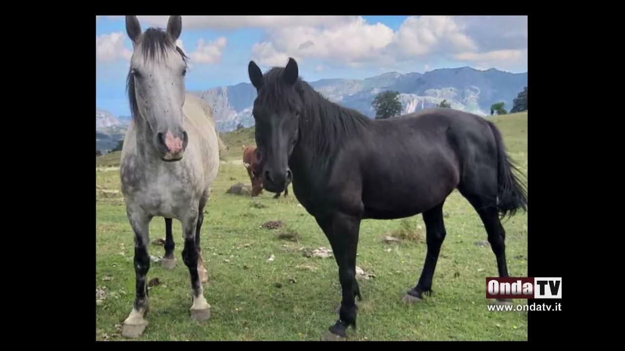 Alcara Li Fusi. Spariti due cavalli sui Nebrodi, nuovo caso di abigeato?