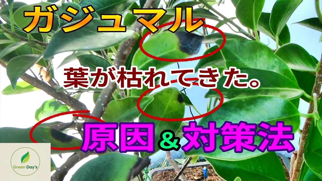 枯れてきたガジュマルを救う秘訣　【Green Day’s】春本番を前に葉の先から枯れ出したので原因と対策をご紹介致します。