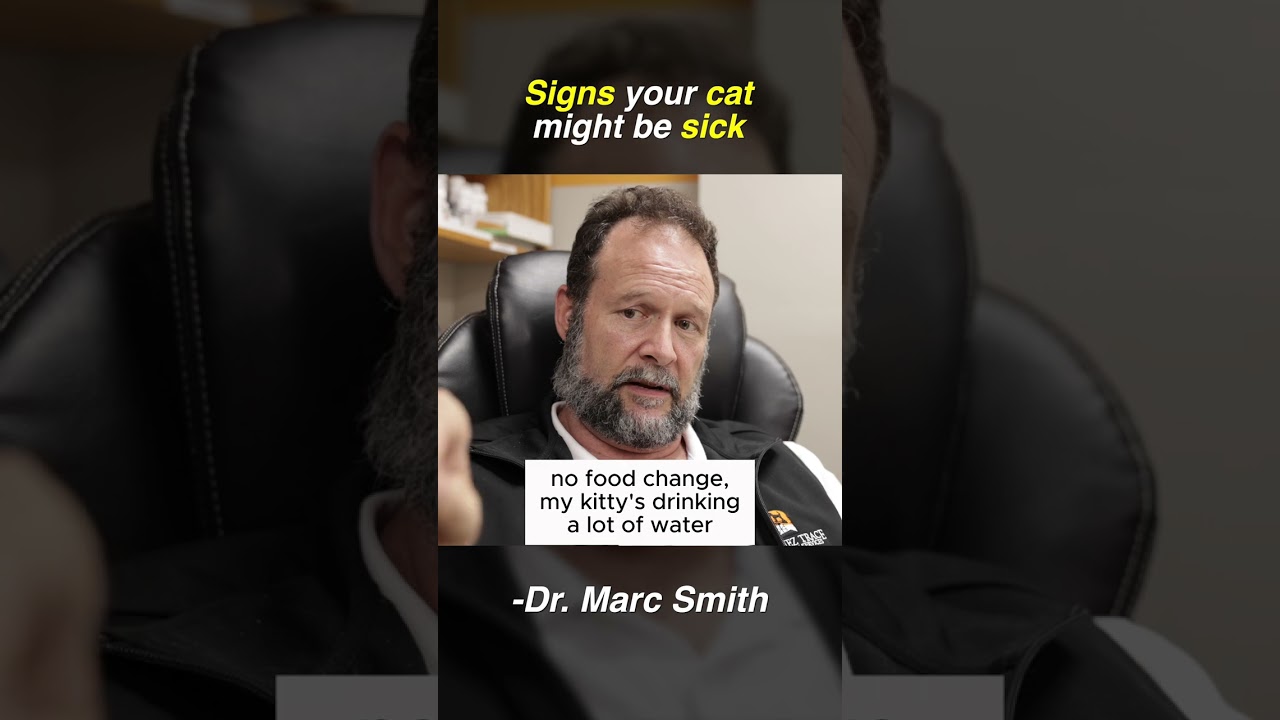 3 Signs Your Cat Is Sick | Marc Smith, DVM, MS Explains