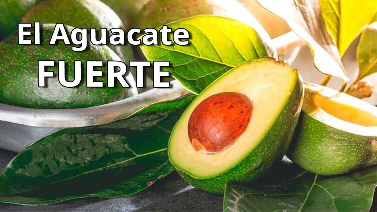 🥑 Curiosidades del Cultivo del Aguacate en España... ▶ Guía del Aguacate Fuerte.