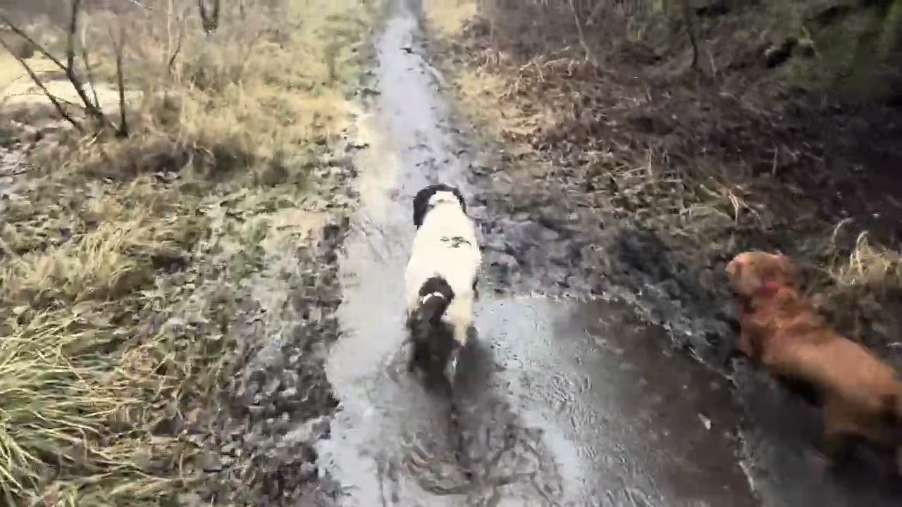 02/02/26 Trail run with Molly and Willow 