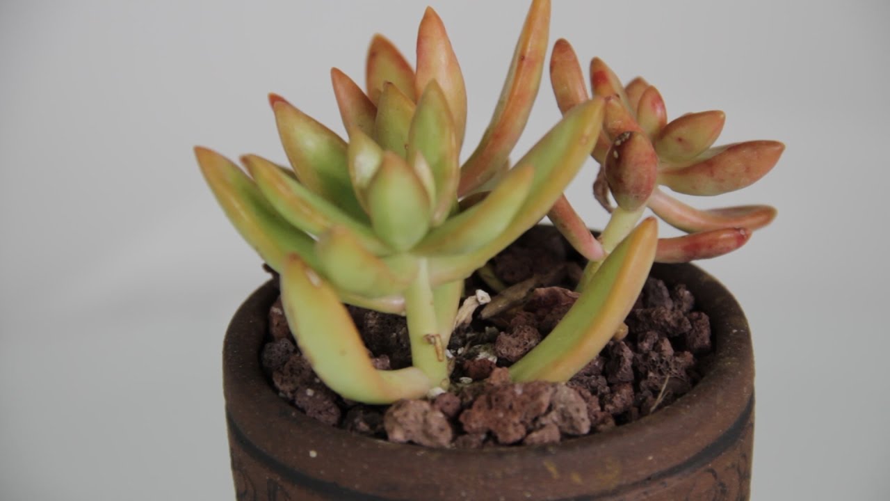 Sedum adolphii aka Golden Glow Stonecrop