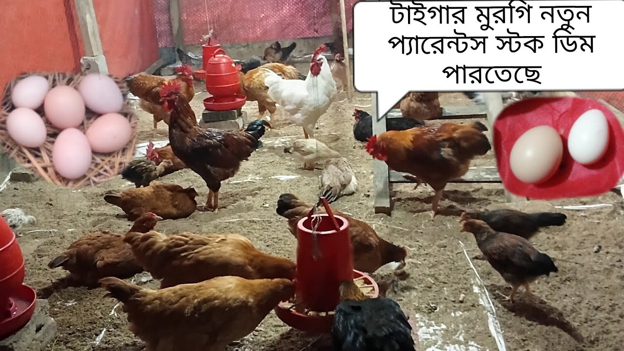 টাইগার মুরগি কতো দিনে ডিম পাড়ে 