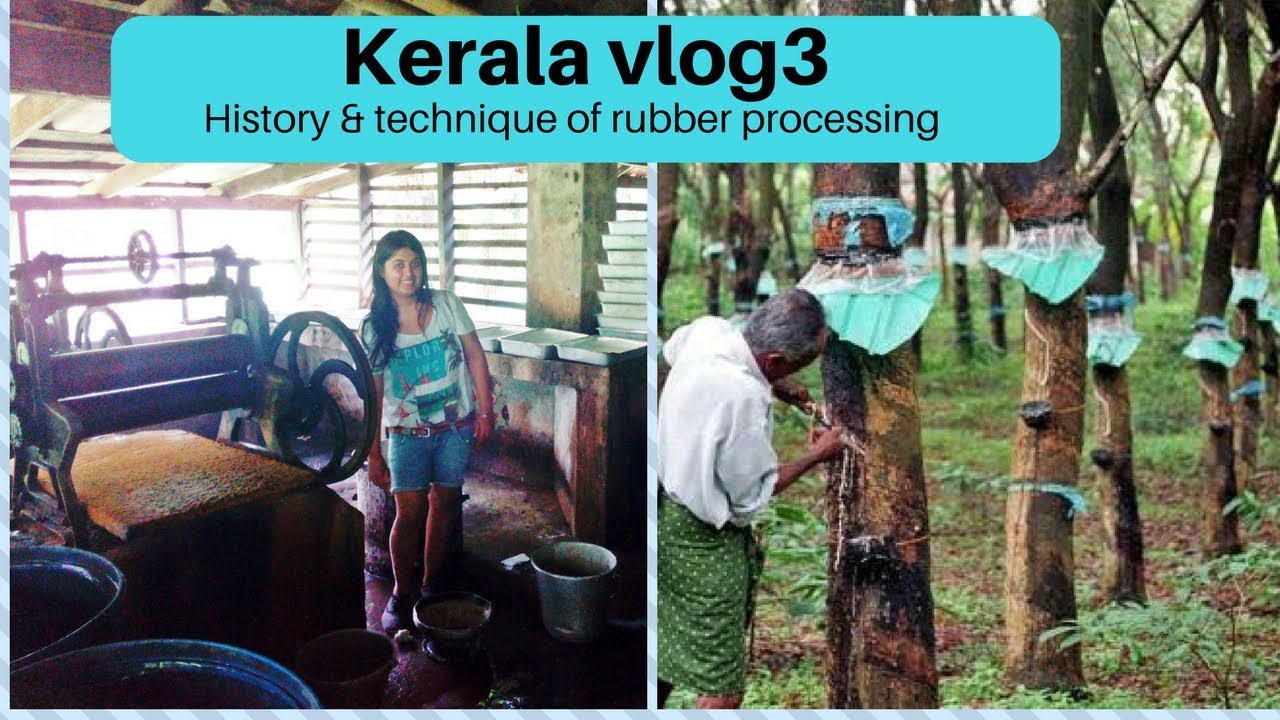 Rubber plantation kerala | Rubber tapping | Rubber processing