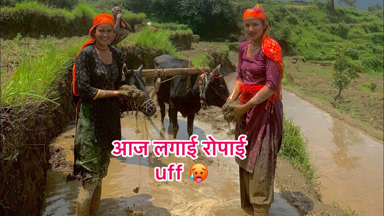 आज लगाई रोपाई बहुत लगी थकान पर आया भी बहुत मजा 😂