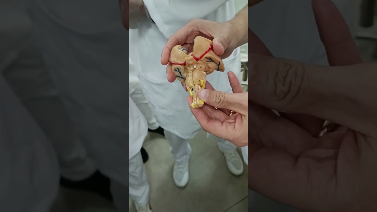 Prática Neuroanatomia N4 part 02