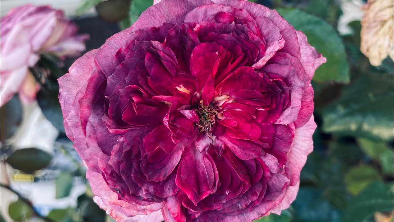 Thierry Marx Rose Spring 2023.
