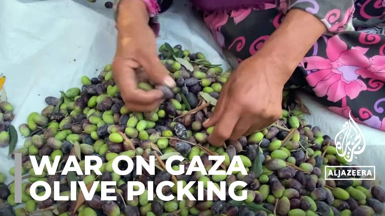 Harvesting resilience: Olive picking during war and displacement