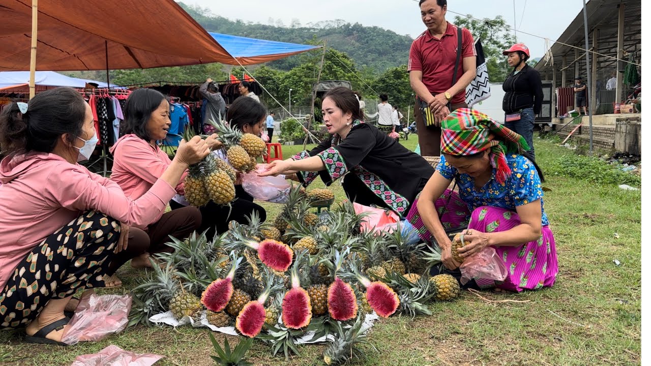 Harvesting Pineapple Red goes to the market sell, Vàng Hoa, king kong amazon