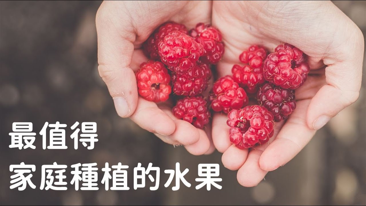 我推荐最值得庭院中种植的浆果之一：你一旦种植树莓，就会喜欢上它