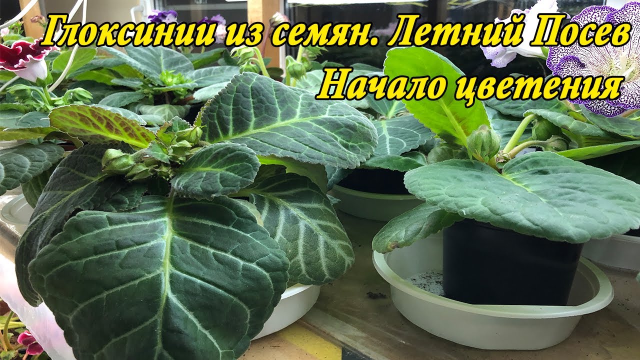 Глоксинии из семян. Летний посев. Небольшой видеообзор и начало цветения