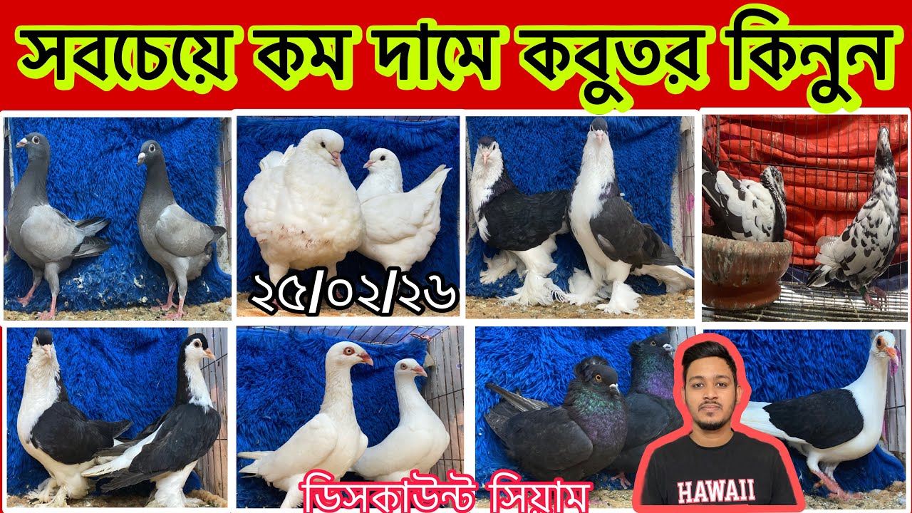 সবচেয়ে কম দামে কবুতর কিনুন।ডিসকাউন্ট সিয়াম