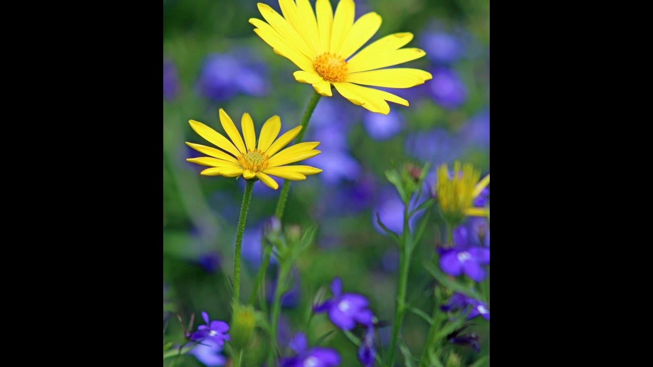 Voltage Yellow & Electric Blue