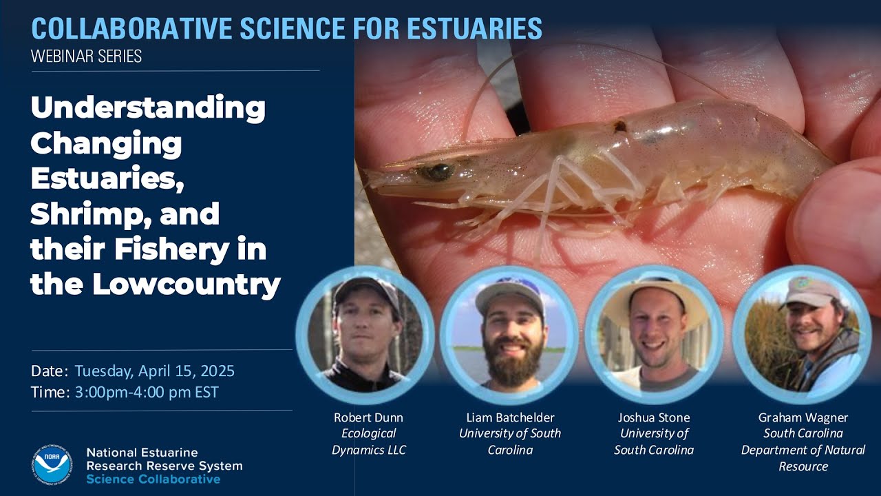 Understanding Changing Estuaries, Shrimp, and their Fishery in the Lowcountry