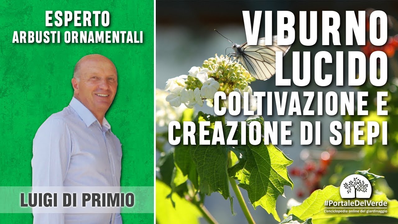 Quali piante usare per creare una siepe? Parliamo del Viburno lucido