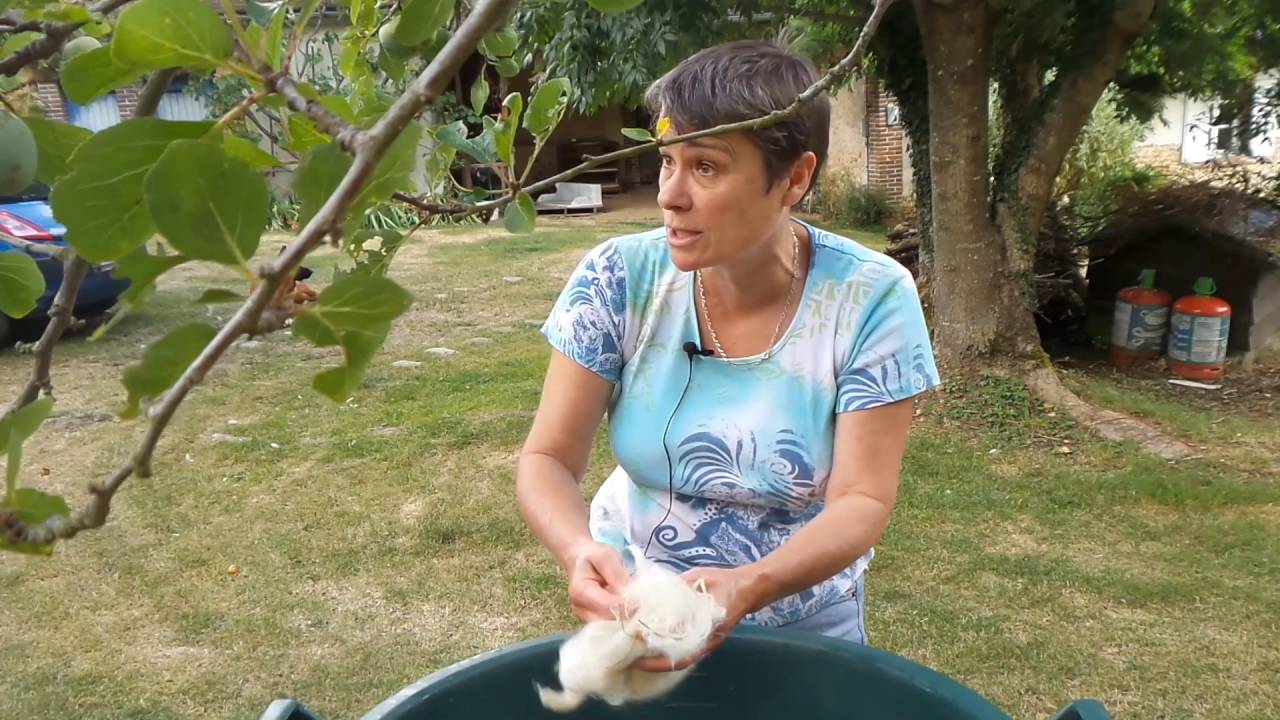 Toison de mouton : le nettoyage traditionnel avec Anne