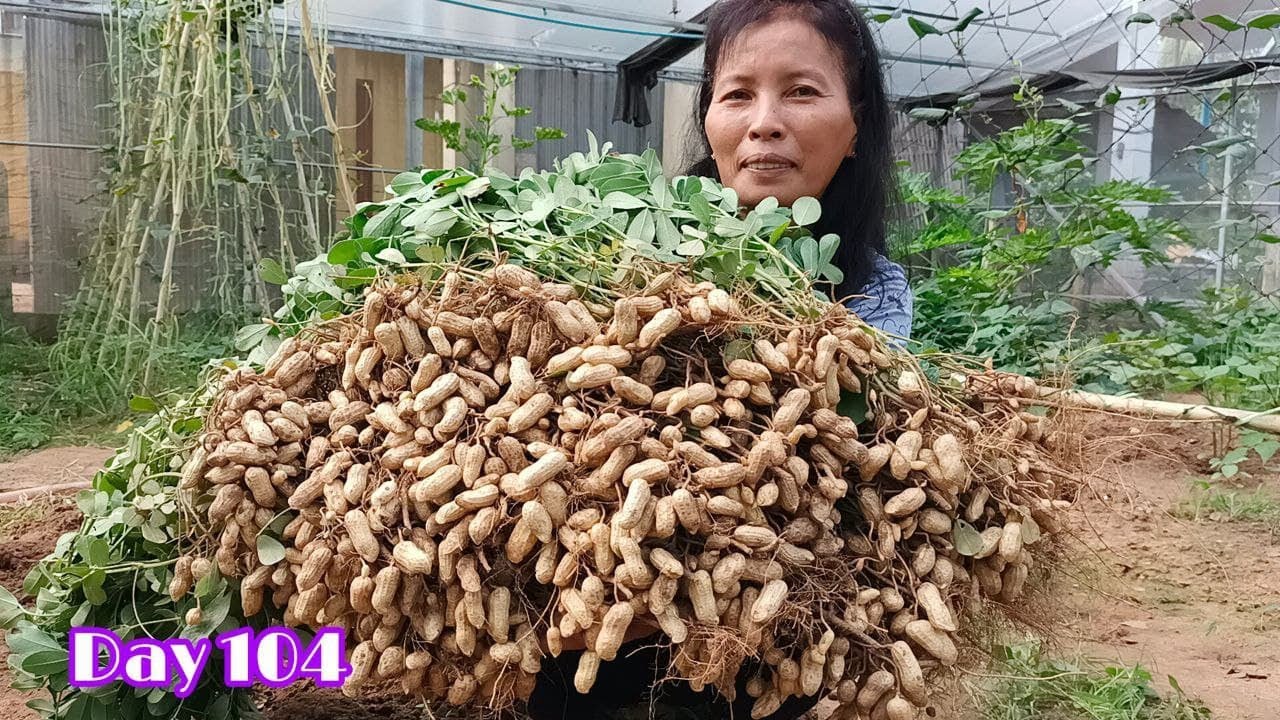 Excellent idea! How to Grow Peanuts From Seeds at Home