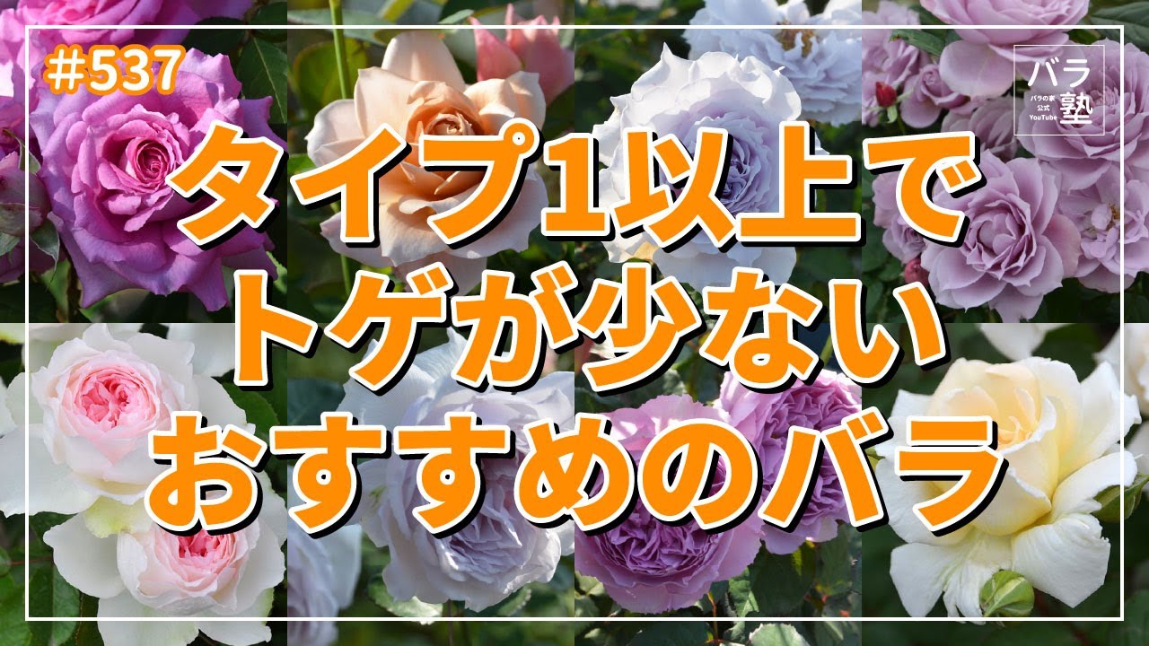 #537 タイプ1以上でトゲが少ないおすすめのバラ
