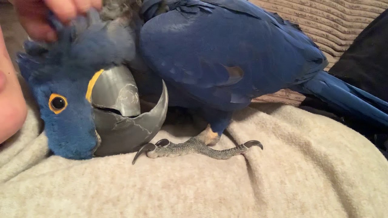 How do I deserve such a beautiful baby! Blue hyacinth macaw baby