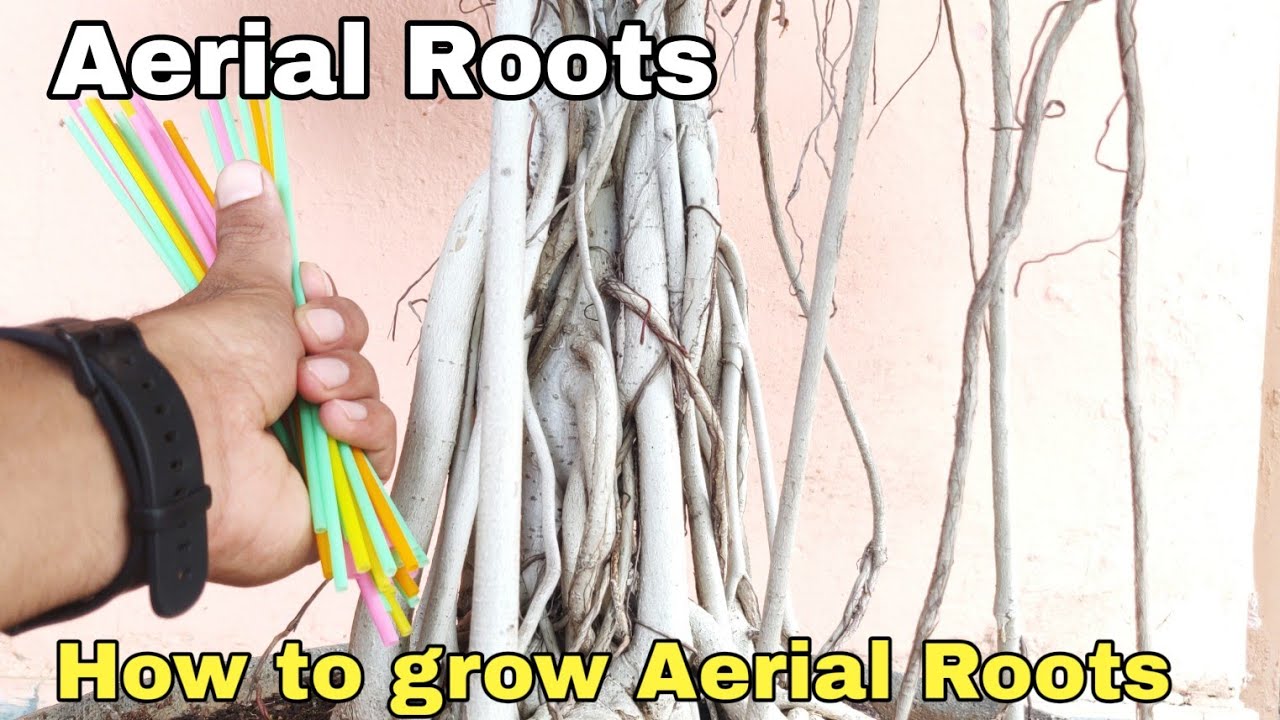 Aerial roots, How to grow Aerial Roots in Banyan tree || The One Page