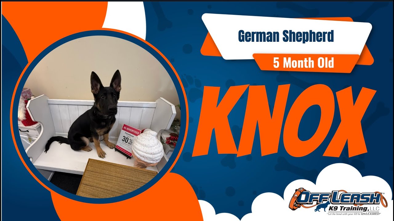 Dog Trainers Fort Wayne | 5 Month Old German Shepherd | Off Leash K9 Training Fort Wayne