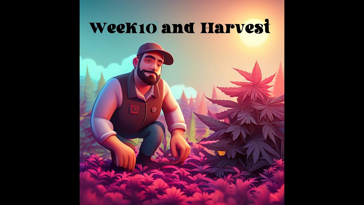 Week 10 of Flowering and Harvest - Optic Slim LED - Ethos Planet of the Grapes and Neptunes Candy
