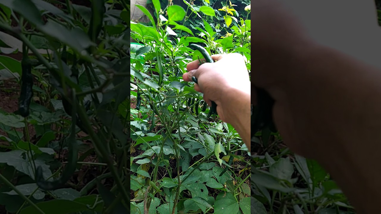 Harvesting Green chilli #greenchill #organic vegetable #viral #organic harvesting #shortvideo