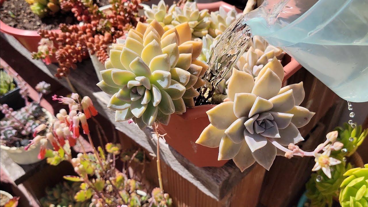 Cómo hacer el RIEGO A LAS SUCULENTAS en un CLIMA CÁLIDO | SUCULENTAS a la INTEMPERIE  | Tips y más☀️