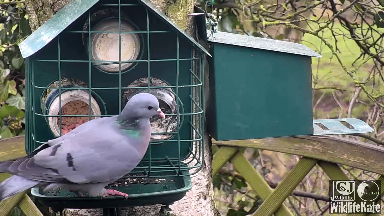 CJ Wildlife_Vivara Webcams -Stock dove on Longford Feeder 1 Jan 2019