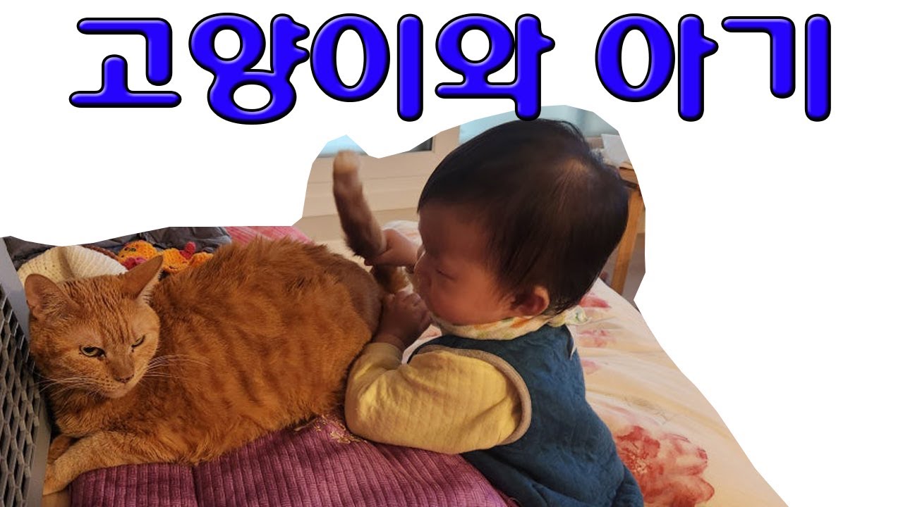 고양이와아기