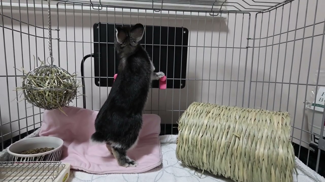 カメラに向かってぴょんっ！と跳んでくる子ウサギちゃん♪