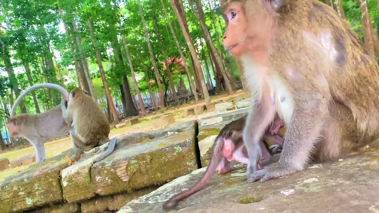 These monkeys are staying together.#babymonkey #cute 