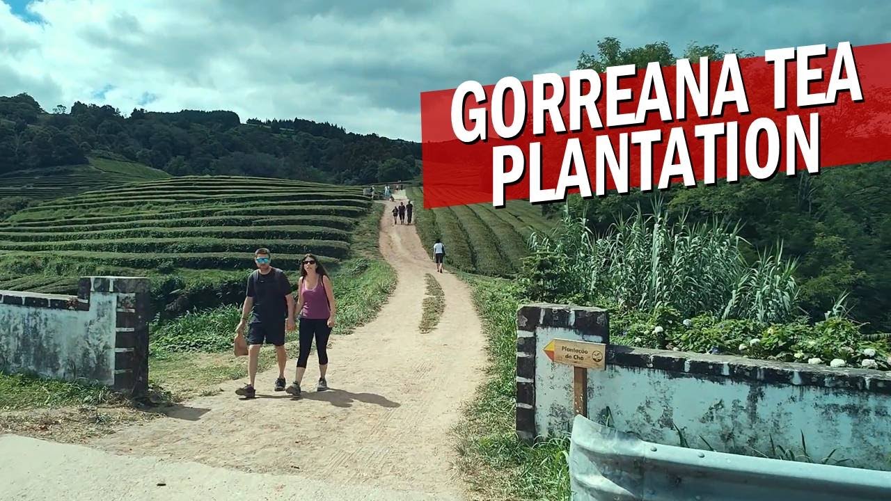 Azores 🇵🇹 Walk - Europe's only Tea Factory: Hiking Gorreana Tea Plantation, São Miguel
