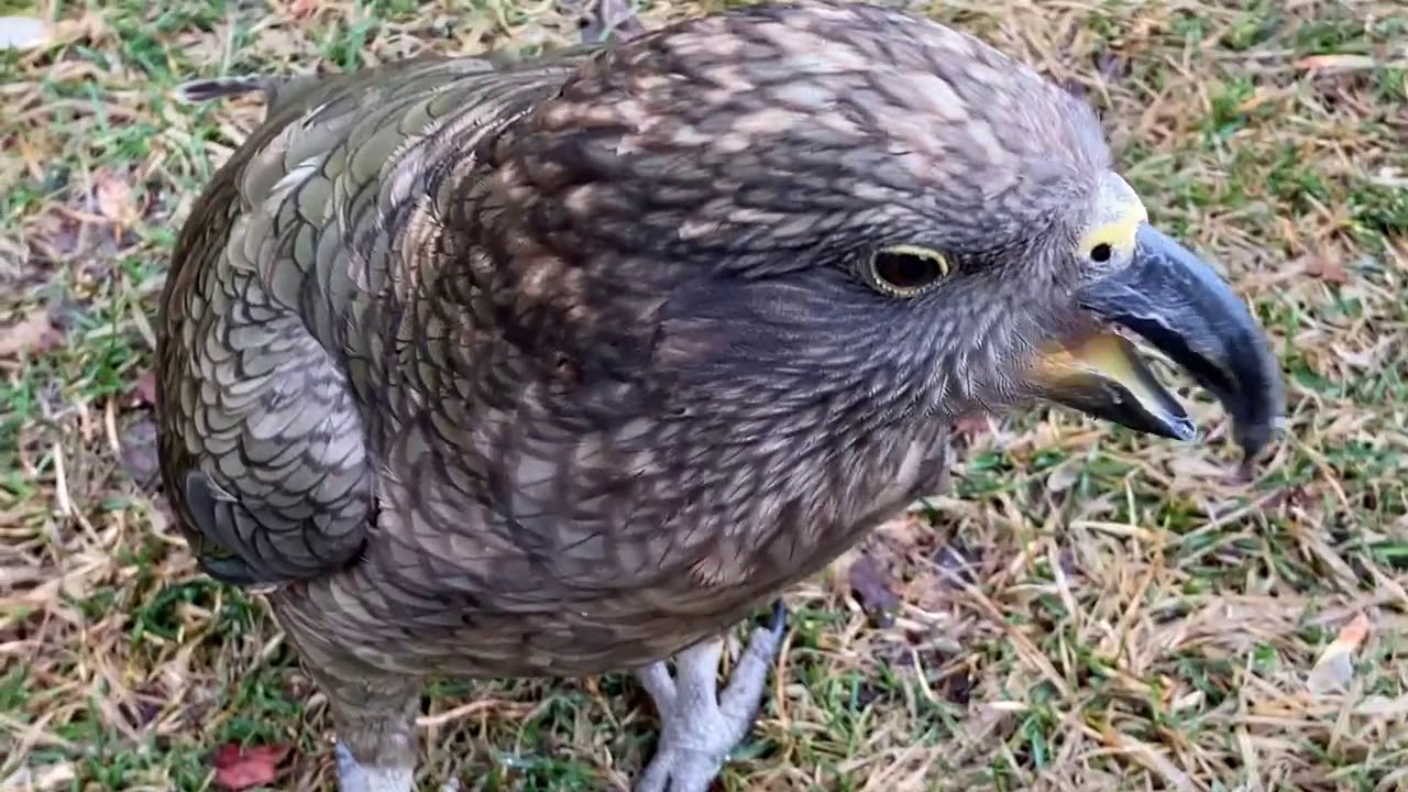Bird Show BTS: Whistle Recall with Milford