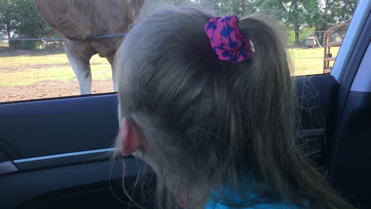 Camel and Emu