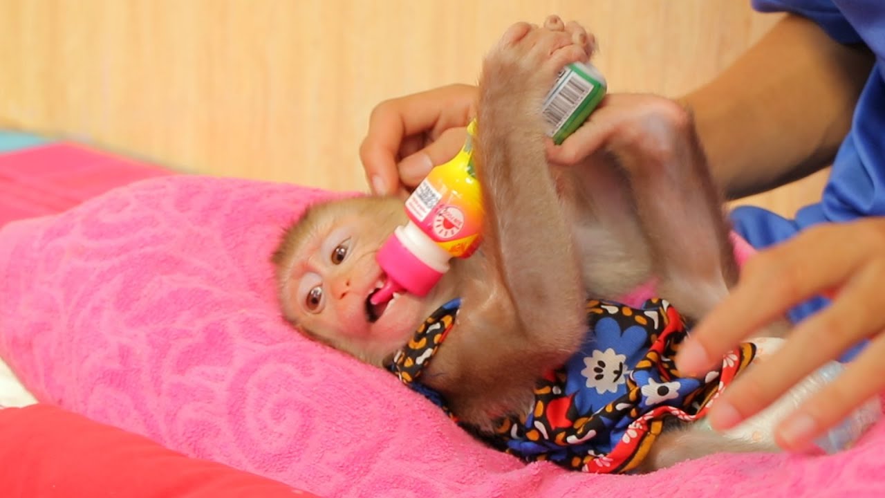 Baby Monkey Angry | ABBY would not let anyone take the milk from him