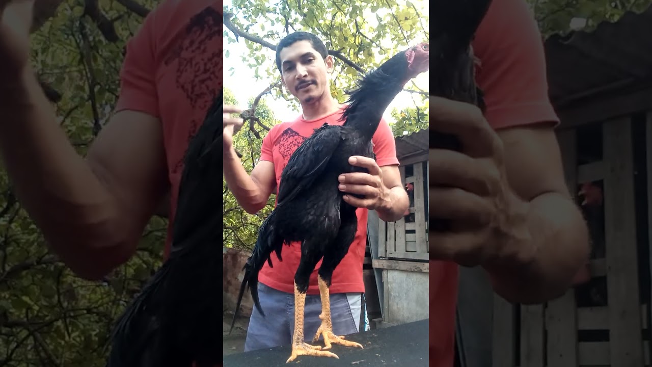 começou o manejo pra procedência do frango