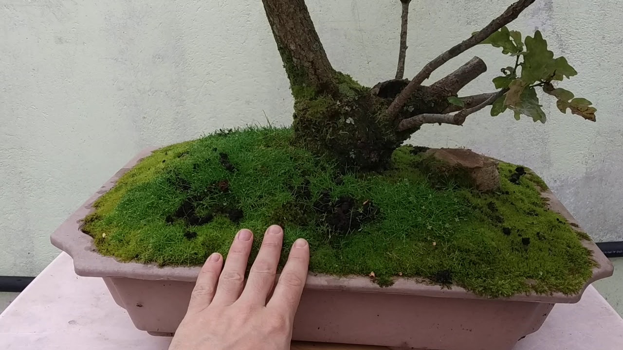 Bonsaijardín. Bonsai Roble quercus.