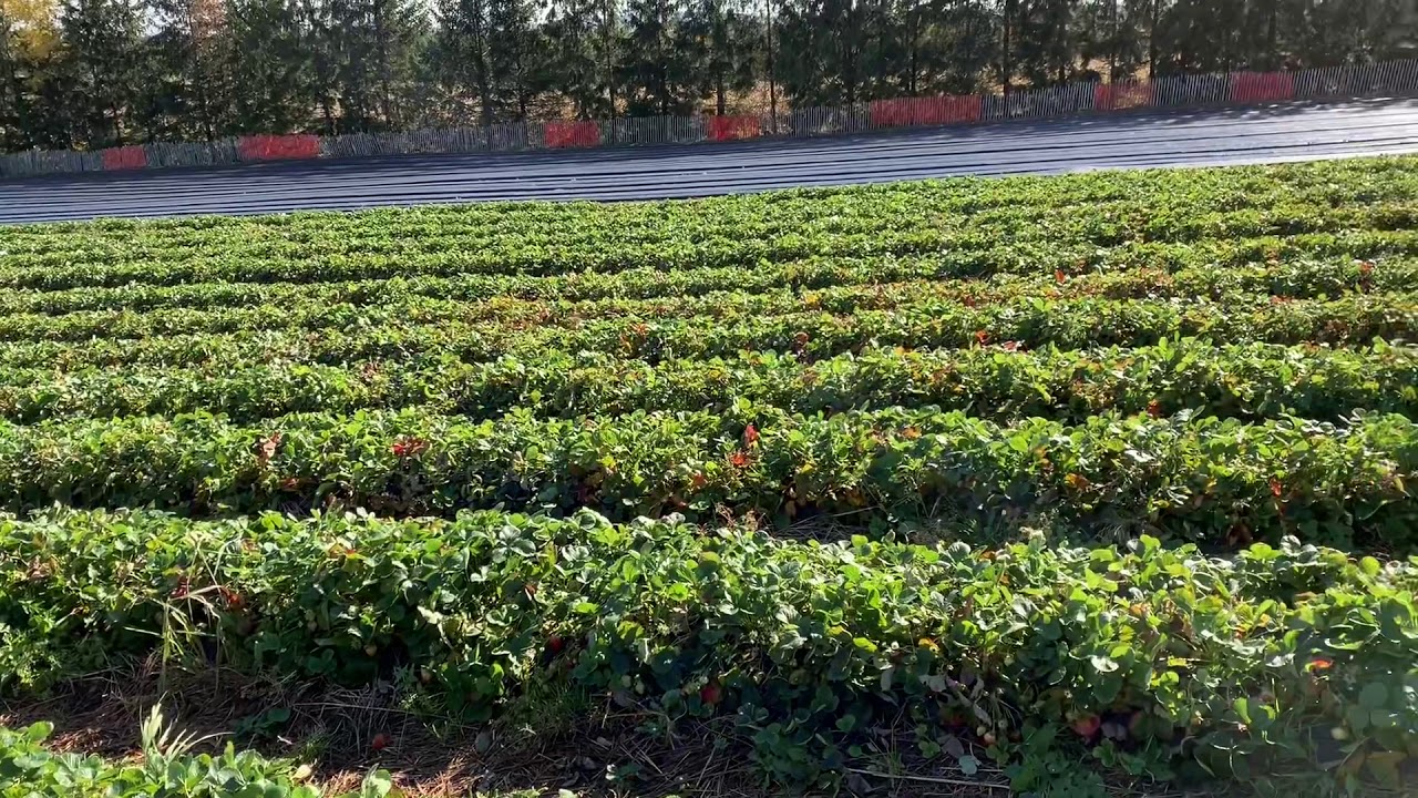 Fraises d’automne, préparation des champs pour l’hiver