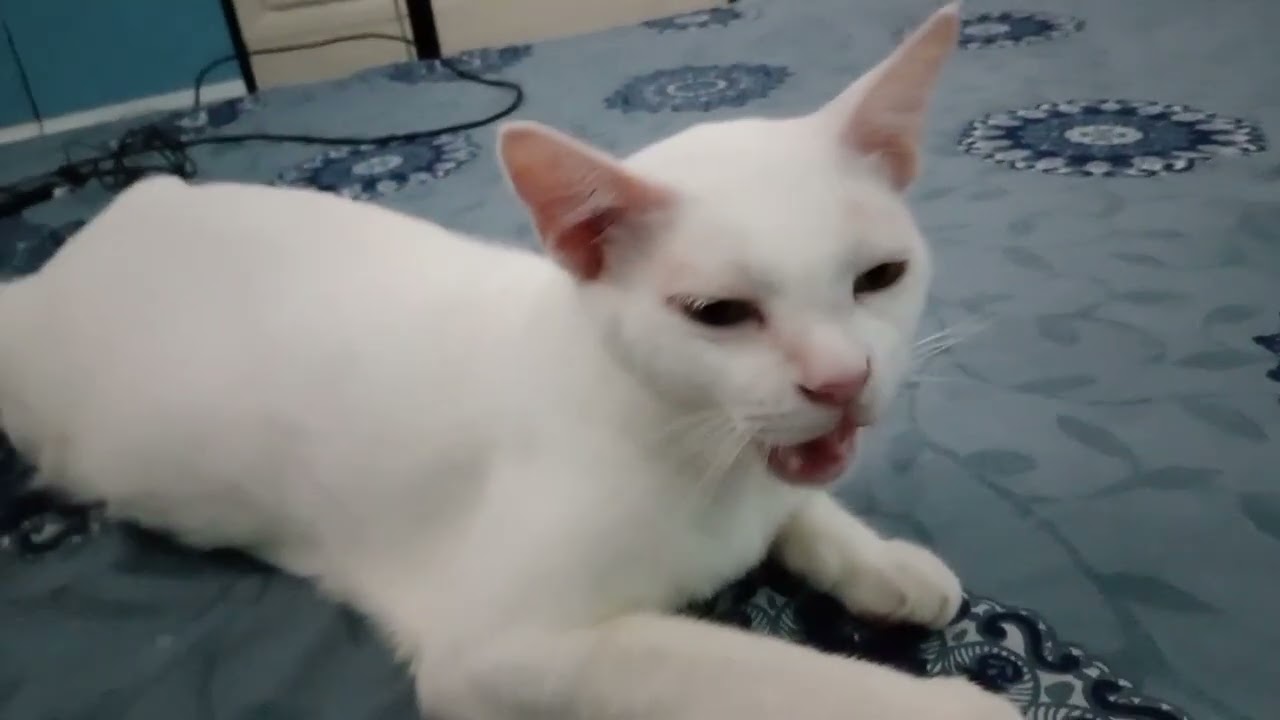 Mimi lagi kangen setelah 3 hari tidak pulang‼️