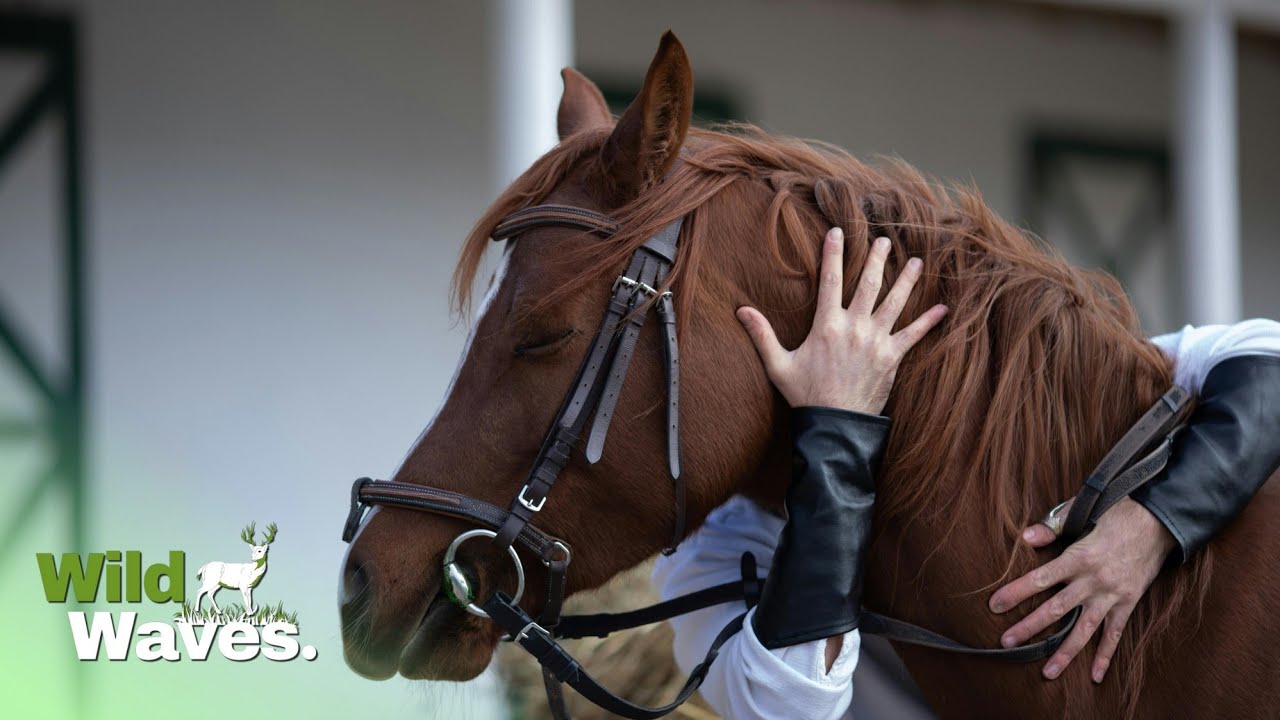 How Horses Form Close Bonds With Humans | Wild Waves