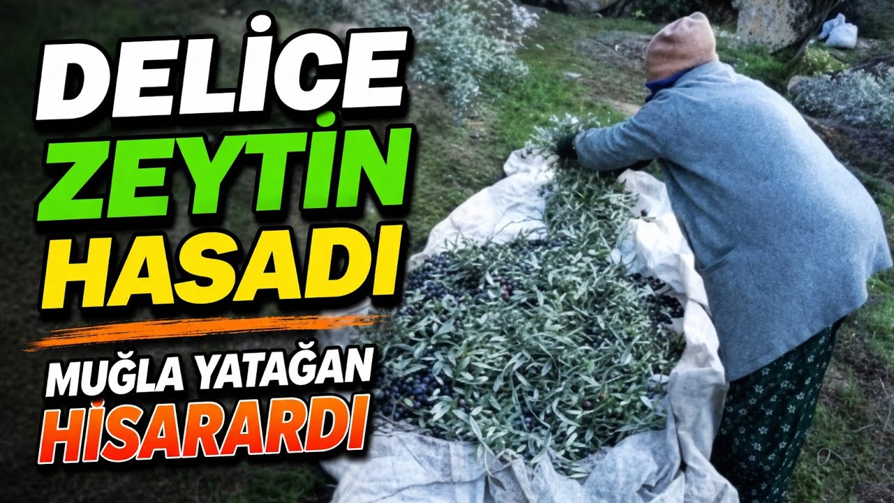 DELİCE ZEYTİN HASADI | MUĞLA YATAĞAN HİSARARDI