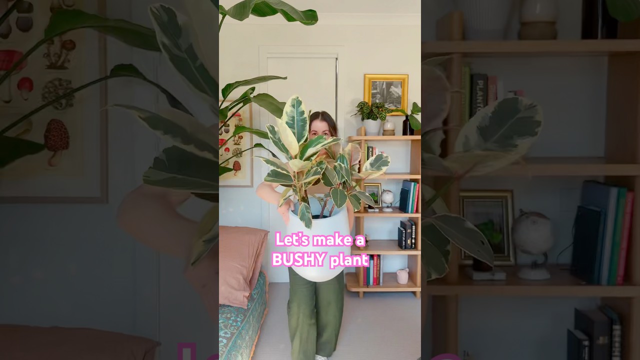 How to Make Your Ficus Elastica Bushy? Hacks to Branch Your Rubber Plant!