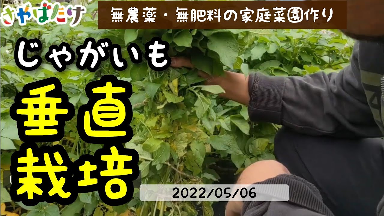 ジャガイモの垂直仕立て栽培でさらに豊作に！