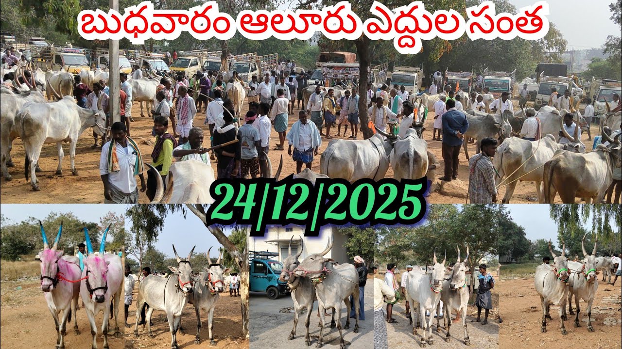 24/12/2025 ప్రతి బుధవారం ఆలూరు సంతలో ఎద్దులు ఏ విధంగా ఉన్నాయో చూడండి ఫ్రెండ్స్